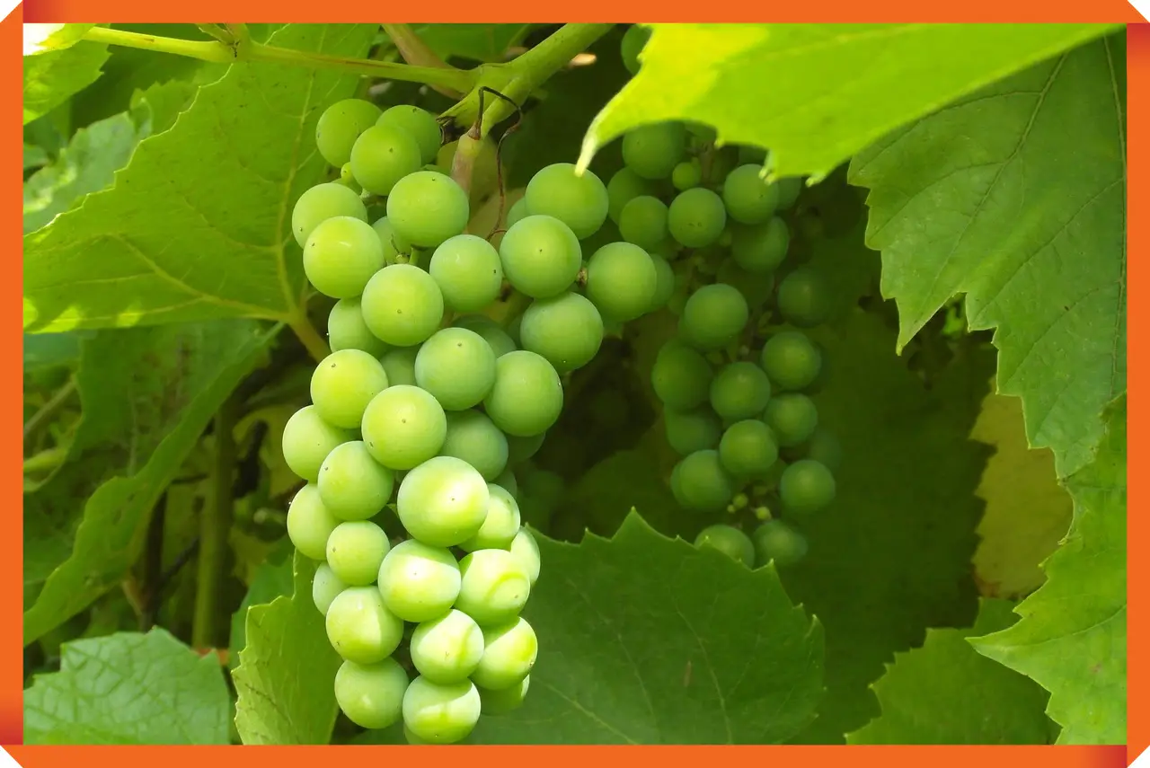 러닝 전용 천연 에너지 음료